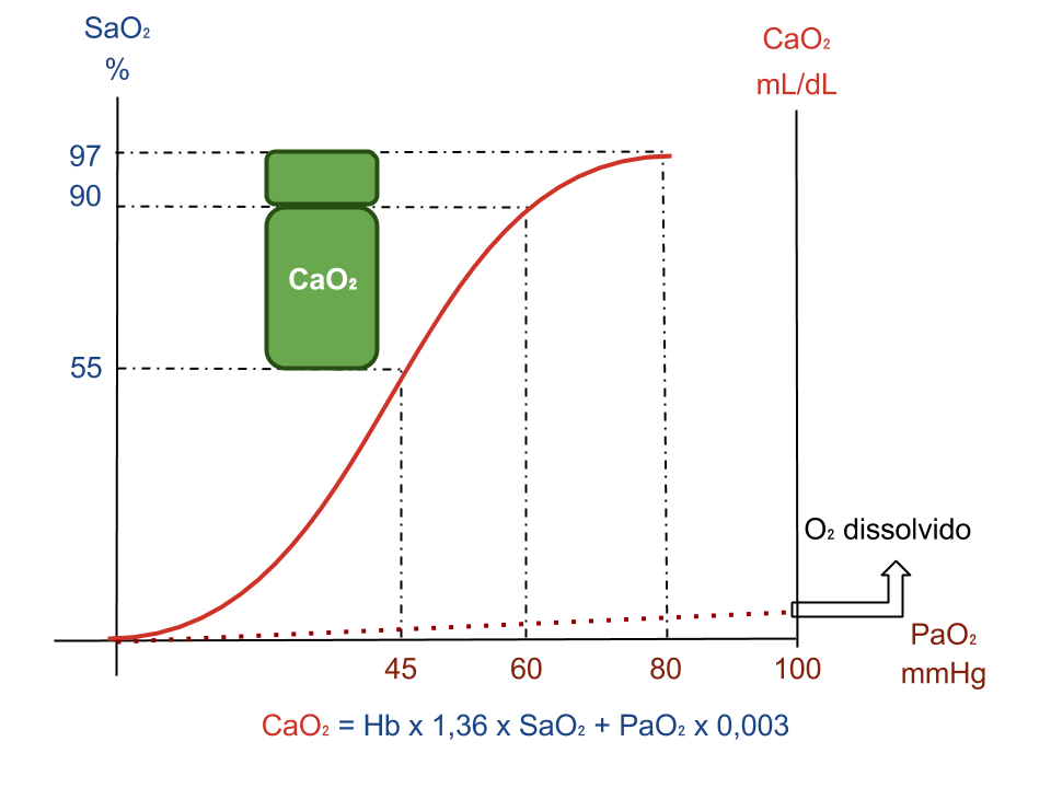 Influências da PaO<sub>2</sub>, SaO<sub>2</sub> e curva da dissociação da hemoglobina sobre o CaO<sub>2</sub> Influências da PaO<sub>2</sub>, SaO<sub>2</sub> e curva da dissociação da hemoglobina sobre o CaO<sub>2</sub>